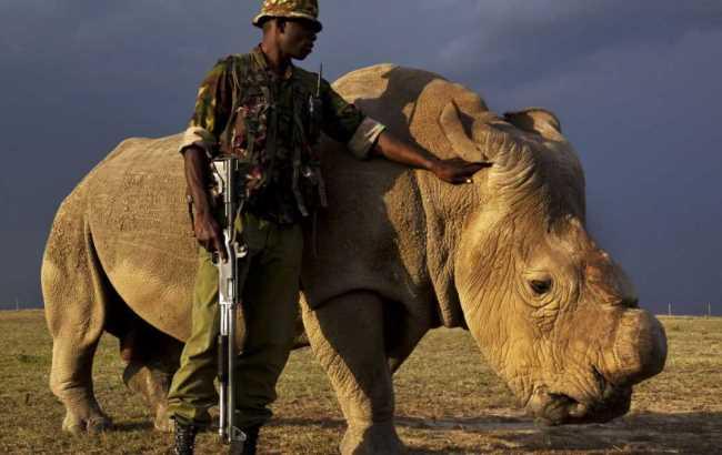 Білому носорогові хочуть допомогти збільшити популяцію за допомогою онлайн-знайомств