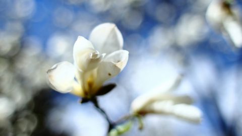 Синоптики рассказали, когда в Украину придет весна