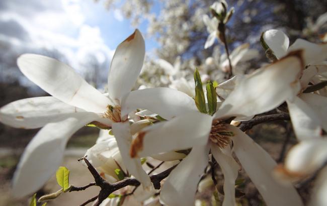 Народный синоптик определил, каким будет лето в Украине