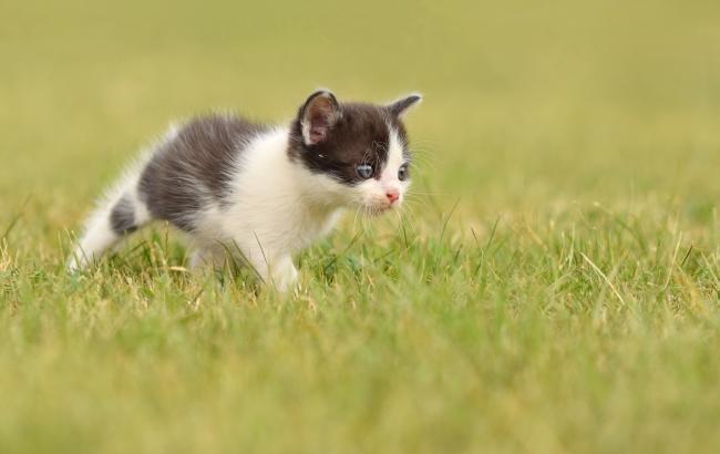 Боєць АТО показав "пухнастого воїна" з передової