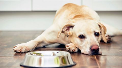 Діти відплатять їм так само: в Запоріжжі нелюди вирішили заморити Хатіко голодом (фото)