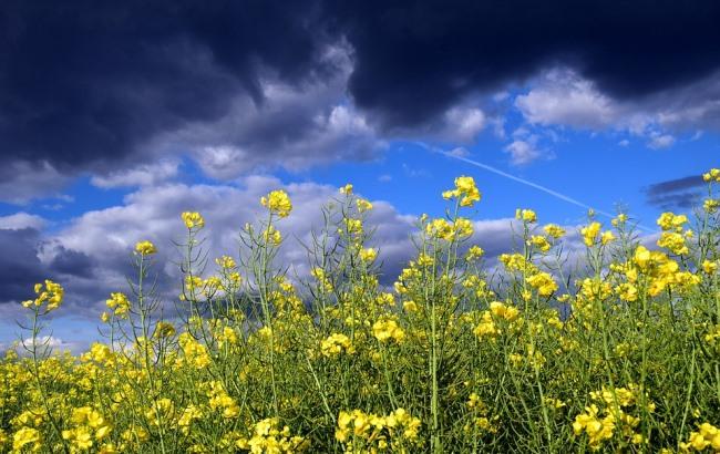 Синоптик дала прогноз погоды на конец недели