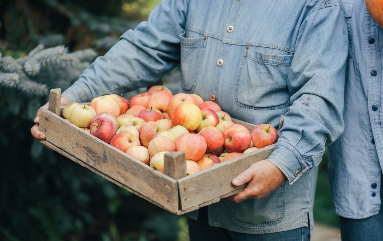 Как собирать и хранить яблоки на зиму - полезные советы