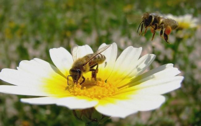 В России массово гибнут пчелы