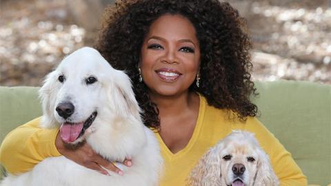 Опра Уинфри станет президентом?: в США заговорили о новом конкуренте Трампа