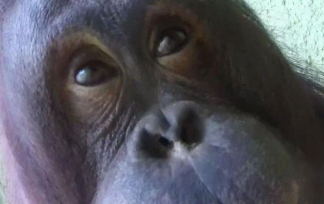 В Великобритании пара обезьян научилась делать селфи