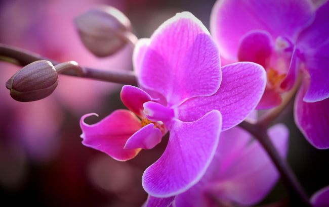 Дешевое аптечное средство заставит вашу орхидею цвести снова и снова