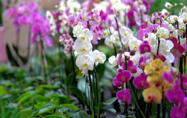 Чим підживити орхідеї, щоб вони пишно росли і часто квітнули