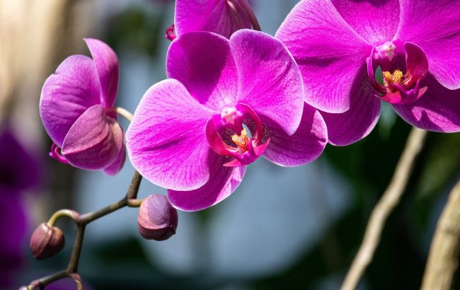 4 простых правила, с которыми ваши орхидеи будут часто и красиво цвести