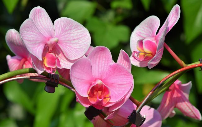 Як правильно поливати орхідею: єдине просте правило