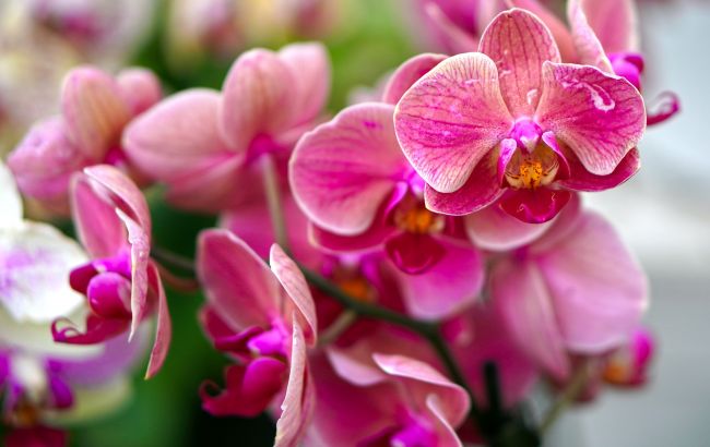 Орхидея будет ломаться от цветоносов: секрет пышного цветения красавицы