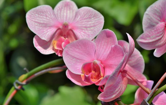 Орхідея завалить вас квітами і буде активно рости: простий секрет догляду