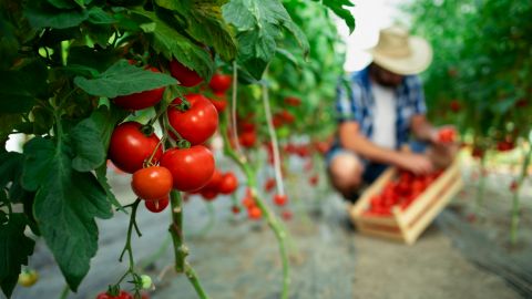 Як правильно розпушувати помідори?