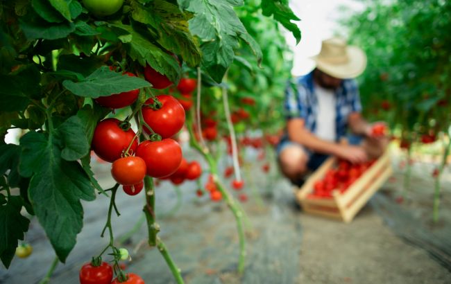 Эксперты рассказали, когда нельзя поливать помидоры: это сохранит урожай
