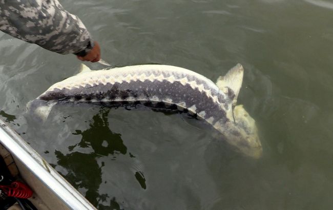 У Миколаївській області браконьєри завдали збитків державі на майже 600 тис. гривень