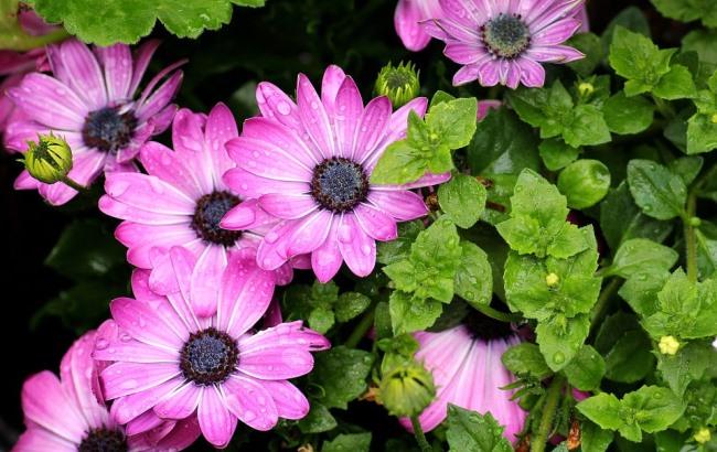 "Фронты, как акулы Хемингуэя": синоптик дала прогноз на 20 июля