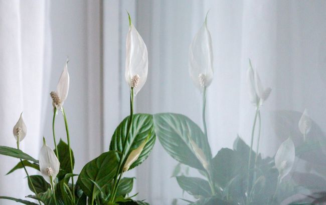 Яд на подоконнике: три популярных растения, которые могут навредить детям и животным