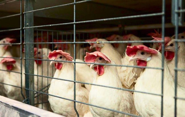 Производитель курятины МХП вывел Винницкую область в лидеры агропрома