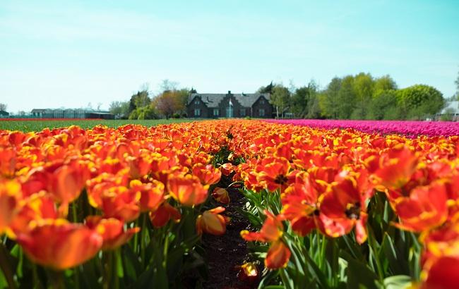 На Буковине расцвела Долина тюльпанов