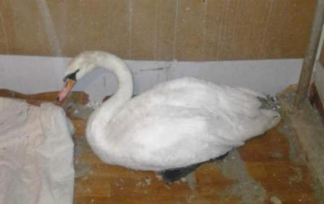 Спасенного из ледяной реки лебедя поселили в Ужгороде