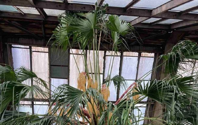 В киевском ботаническом саду расцвела старейшая в Европе пальма (фото)