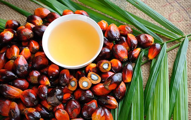 Запрет пальмового масла в Украине: эксперт рассказал, на сколько вырастут цены