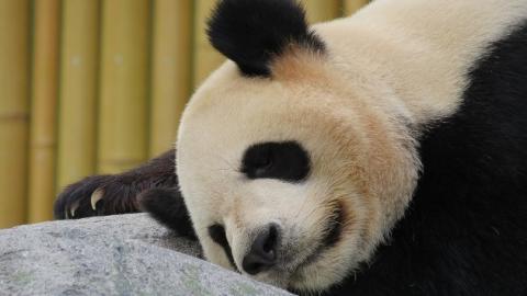 У Китаї померла найстаріша у світі панда