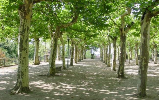 Николаевский пенсионер посадил 20 тыс. деревьев