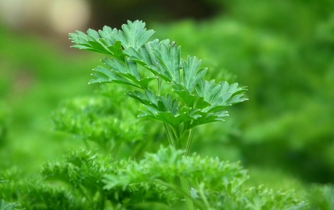 Как хранить зелень свежей и долго в холодильнике: действенные способы