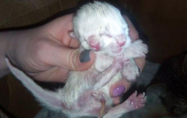 В России родился котенок с двумя головами