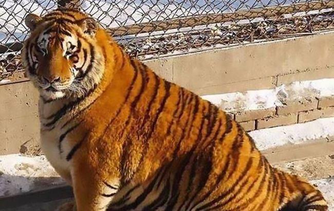 У китайському зоопарку розтовстіли амурські тигри