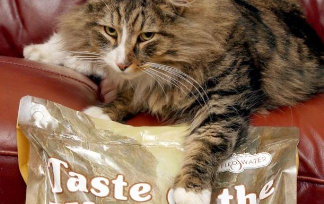 В Британии кот 14 месяцев скрывался от хозяев на складе с кормом