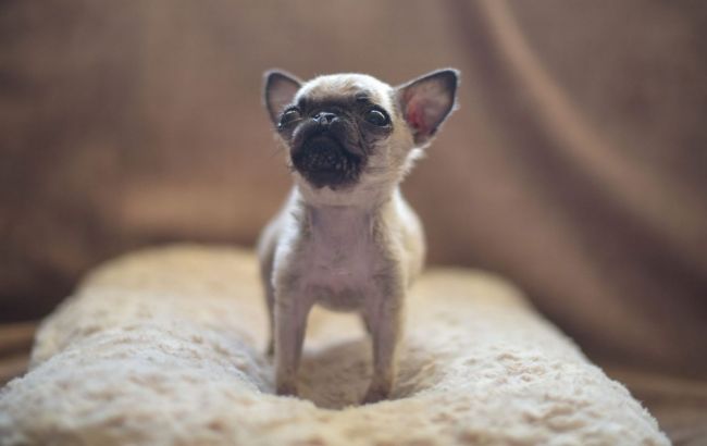 У Британії знайшли саму маленьку собаку країни