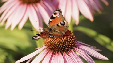 Температура будет падать постепенно: синоптик рассказал, когда в Украине спадет жара