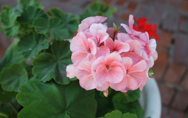 Як обрізати пеларгонію восени, щоб вона рясно цвіла наступного року (відео)