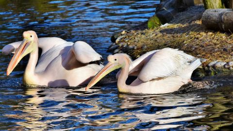 "Неймовірні враження": найкращі локації для фотосафарі в Україні
