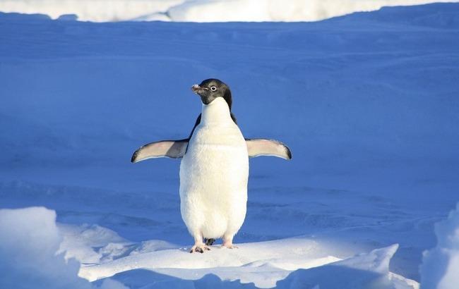 Пінгвіни крадуть техніку на українській полярній станції в Антарктиді