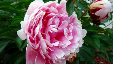 "Чудова погода для футболу": синоптик дала прогноз на святкові вихідні