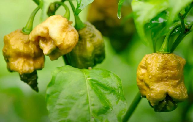 Назван острейший перец в мире. Его смогли съесть всего 5 человек!