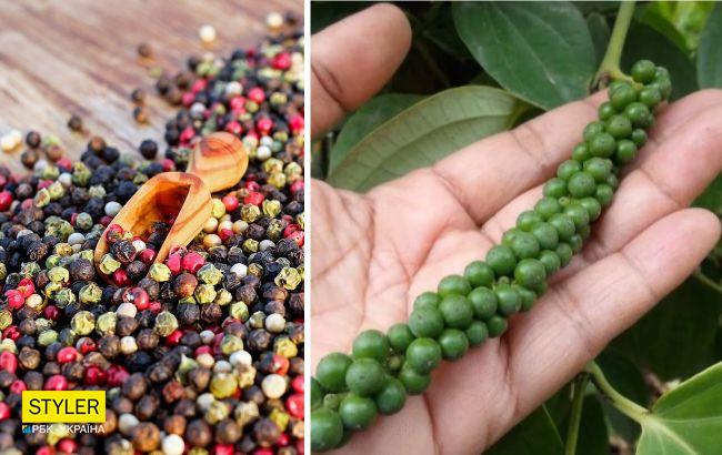 Оказывается, черный перец "горошек" можно вырастить на подоконнике: как это сделать