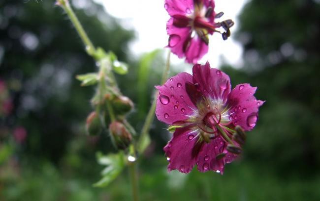 Погода на сьогодні: в Україні місцями дощі з грозами, температура до +21