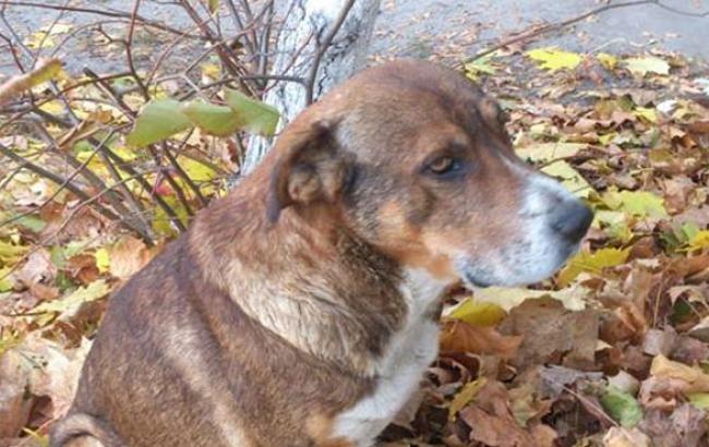 Спасти Федю: киевлянка подобрала брошенного больного пса и просит помочь с лечением