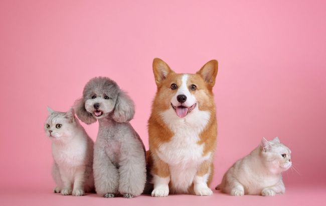 Тварини можуть передбачати катаклізми: з'явилися докази