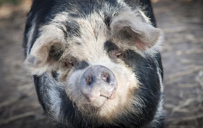 Ученые вырастили свиней-"доноров", которые помогут человеку