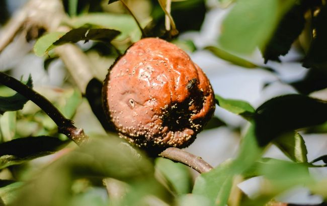 Яблука гниють на дереві? Що робити, щоб врятувати врожай