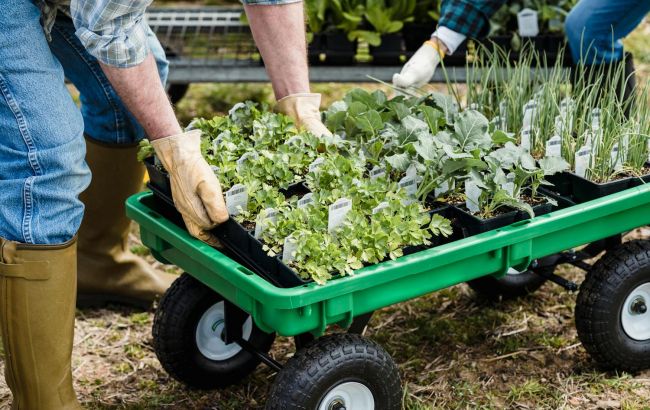 Первые саженцы под угрозой: как защитить их от холода и спасти урожай