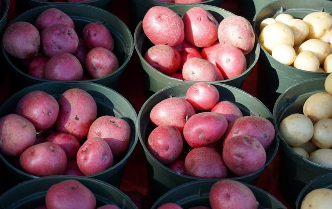 Українські вчені створили новий високоврожайний сорт картоплі, який довше не проростає