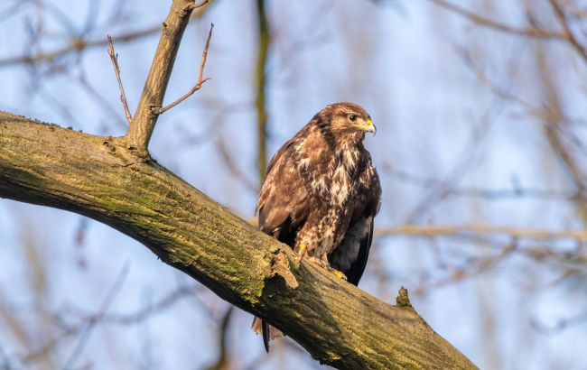 Загинуло до 80% популяції: які птахи найбільше постраждали від морозів в Україні