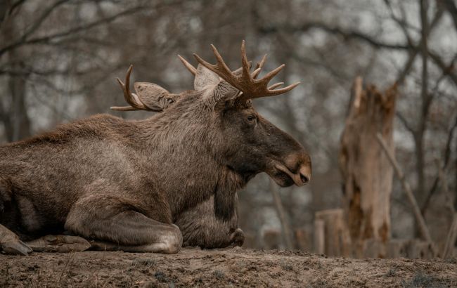 Природне шоу у Швеції: мільйони людей стежили за міграцією лосів у прямому ефірі
