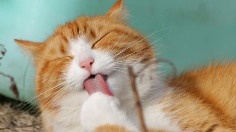 Как кот может предсказать вашу судьбу: 5 примет, которые важно знать